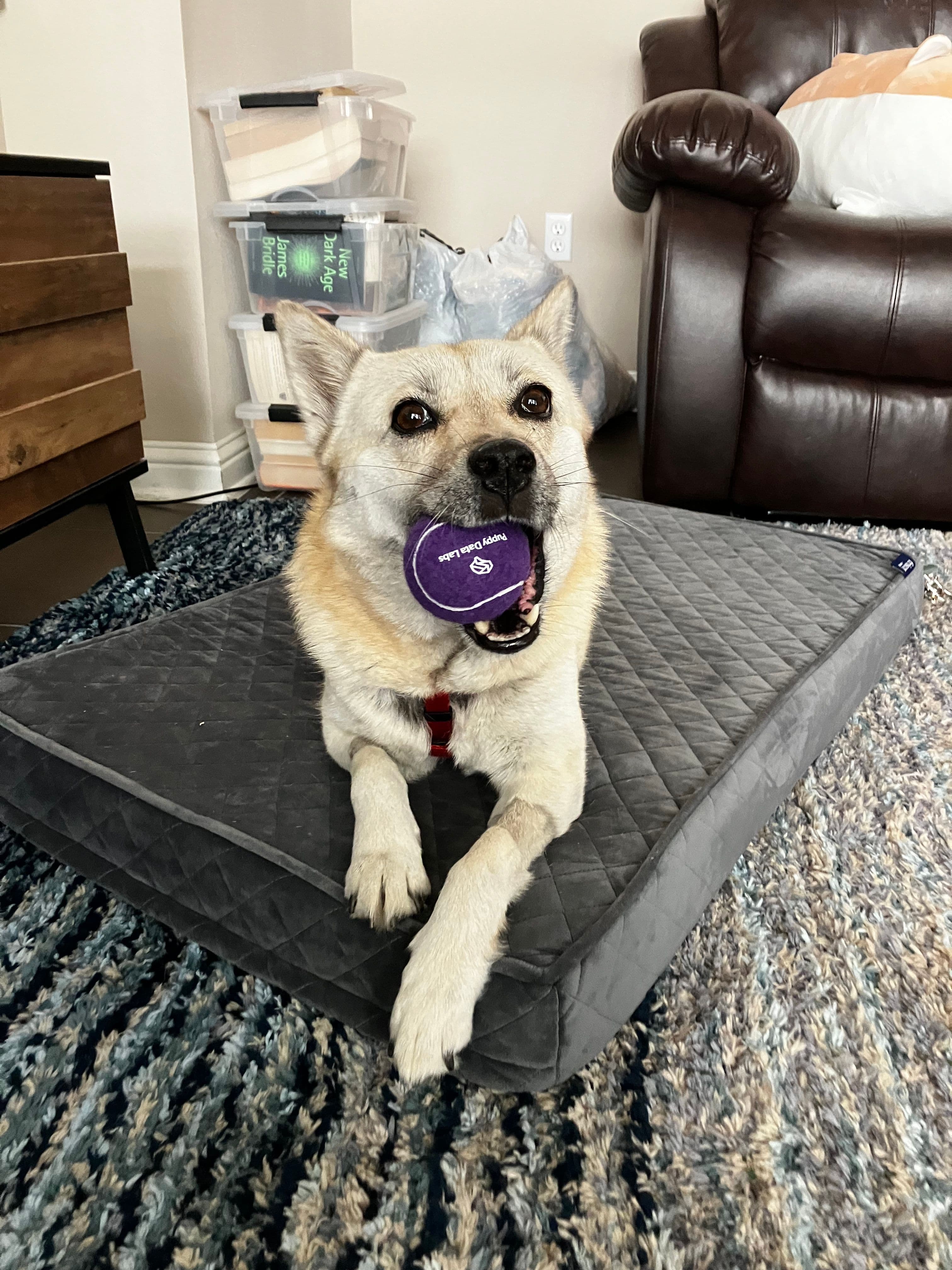 Puppy Data Labs