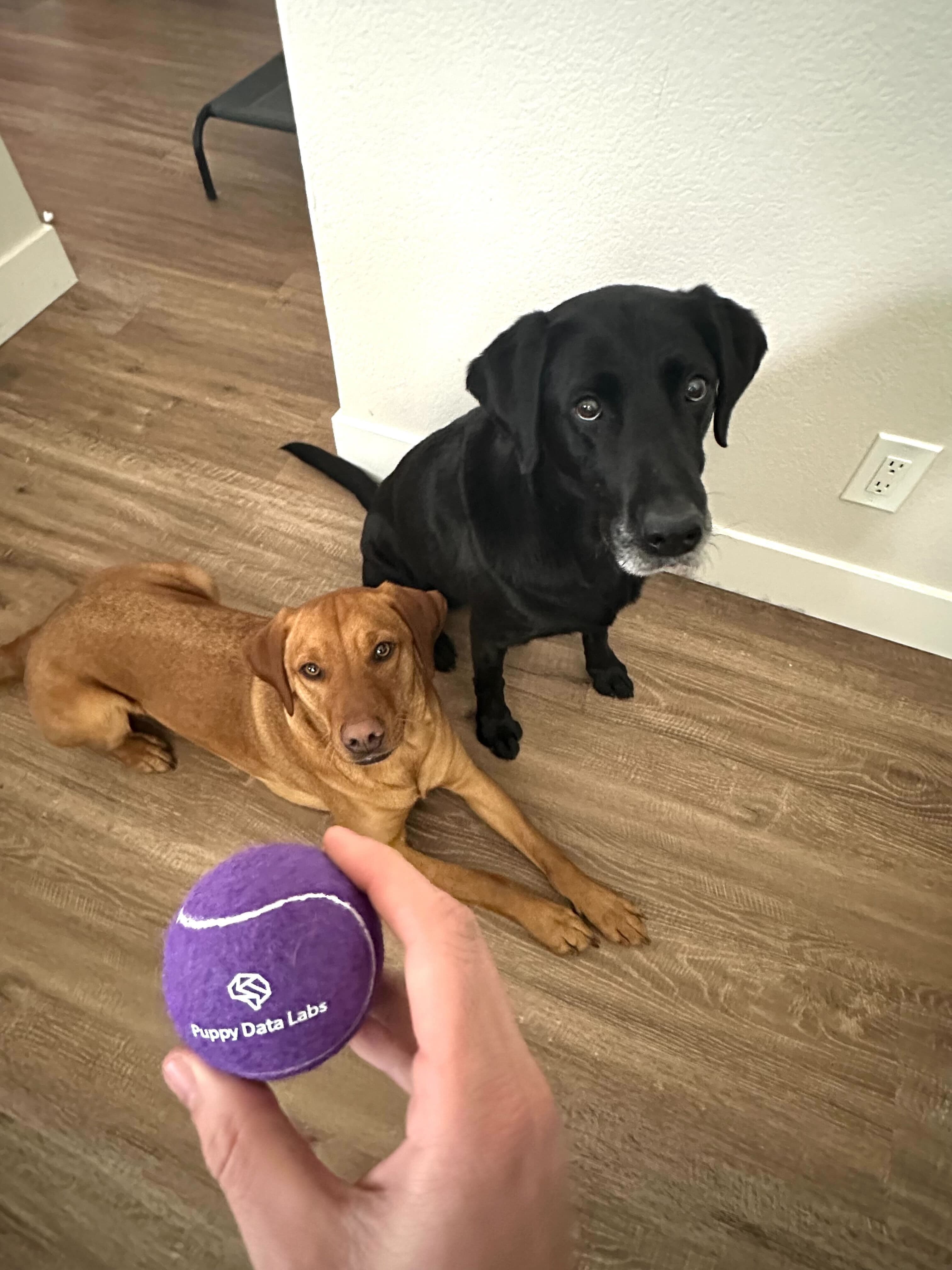 Puppy Data Labs