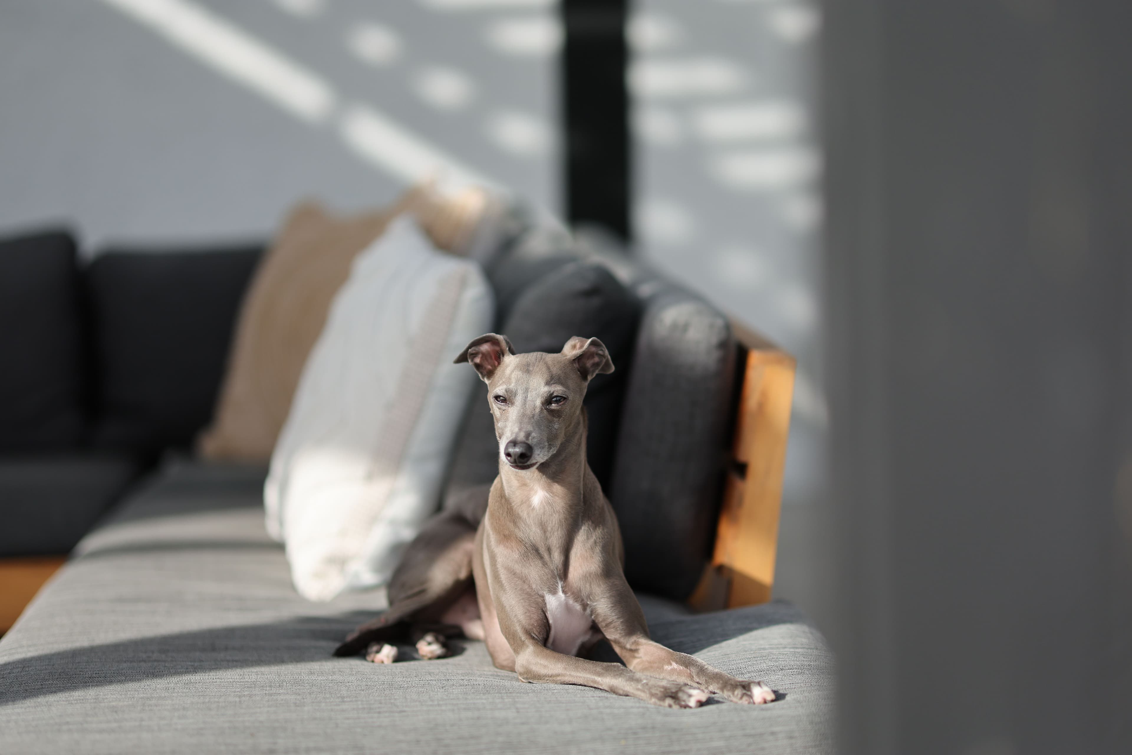 Puppy Data Labs