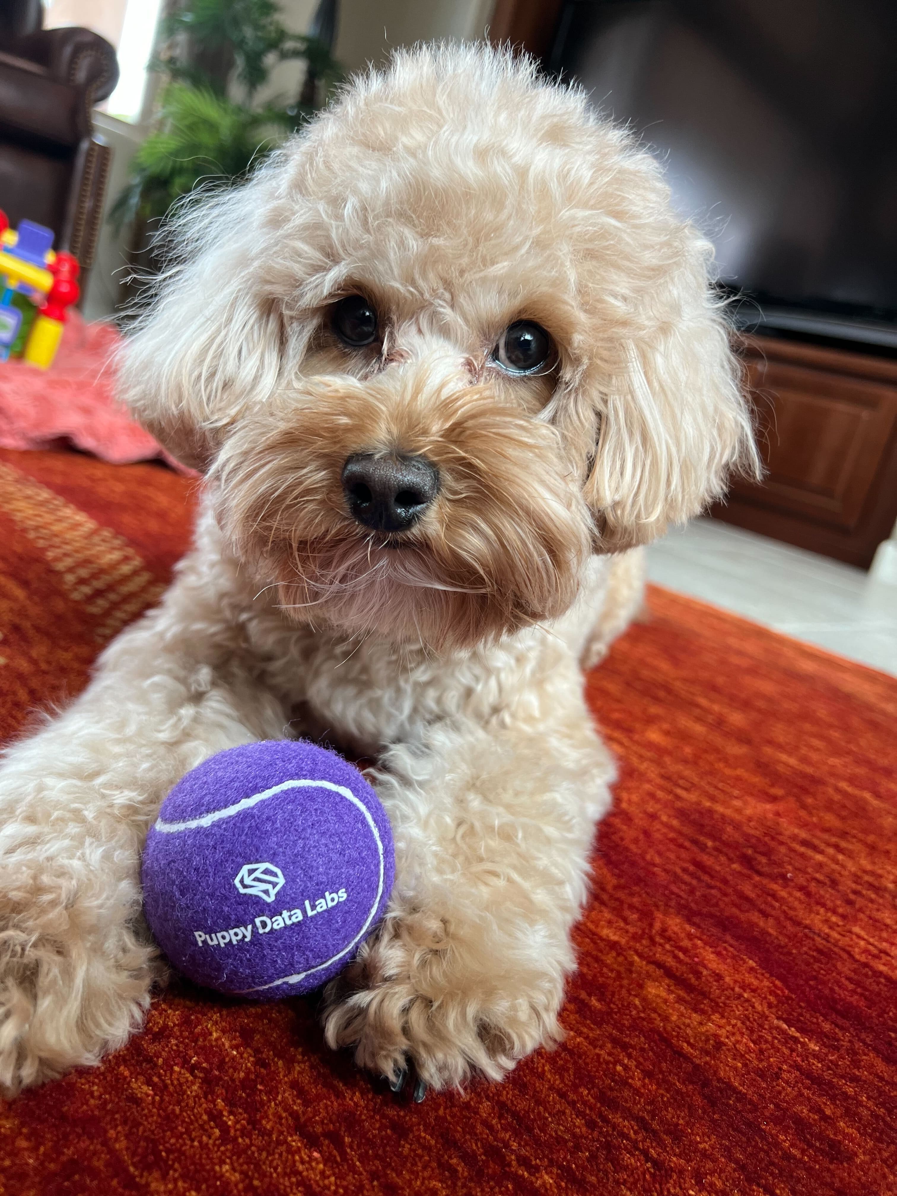 Puppy Data Labs